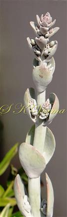  Young Inflorescence